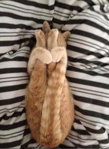 котик спит2 (351x480, 131Kb)