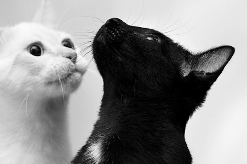 bampw-black-black-and-white-black-cat-cat-cats-Favim.com-41955 (500x332, 82Kb)