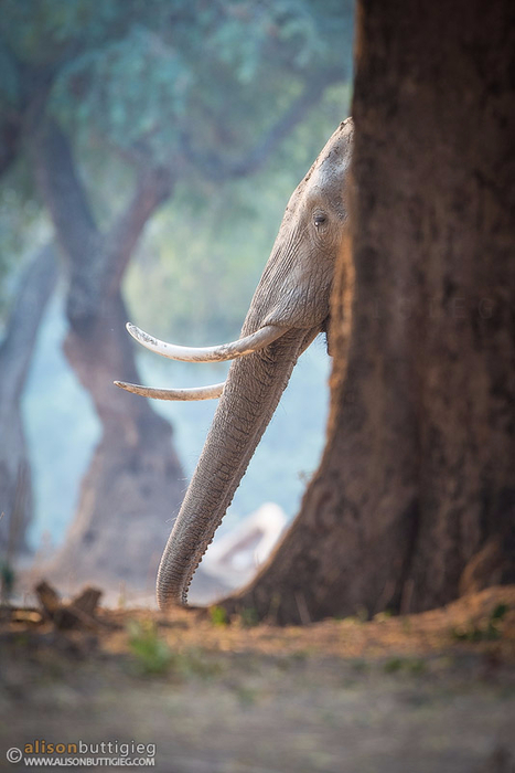 elephant-mana-pools-zimbabwe-_MG_6041 (467x700, 275Kb)