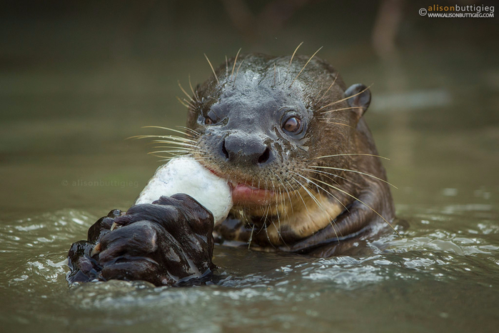 Giant-River-Otter-Pantanal-Brazil-_MG_0285 (700x466, 309Kb)