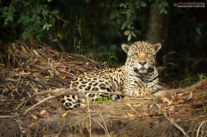 Jaguar-Pantanal-Brazil-_MG_0492 (700x466, 517Kb)