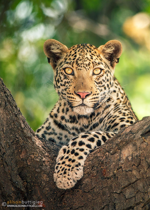 leopard-chobe-botswana-_mg_6832 (500x700, 504Kb)