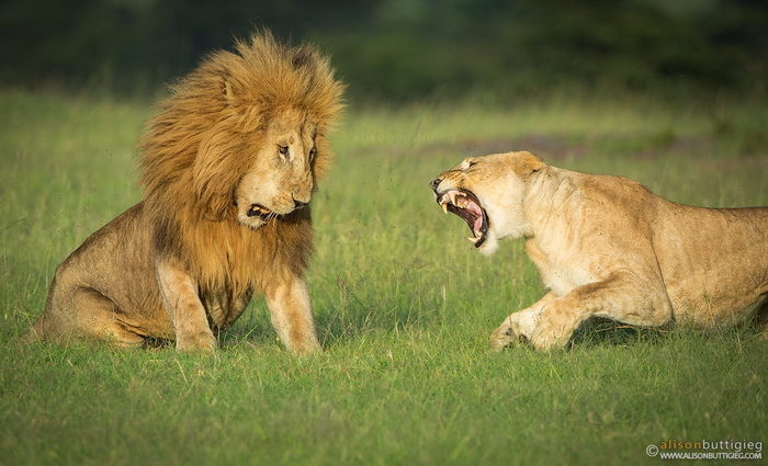 lions-fighting-mating-masai-mara-kenya-8755 (700x425, 352Kb)