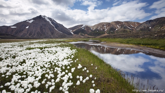 www.GetBg.net_World___Iceland_Wildflowers_in_Iceland_096000_ (700x393, 272Kb)