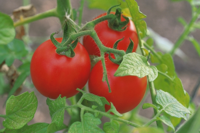 3937411_pomidory (700x466, 217Kb)