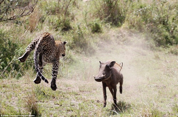 Невероятные прыжки «летающего леопарда» во время охоты на бородавочника