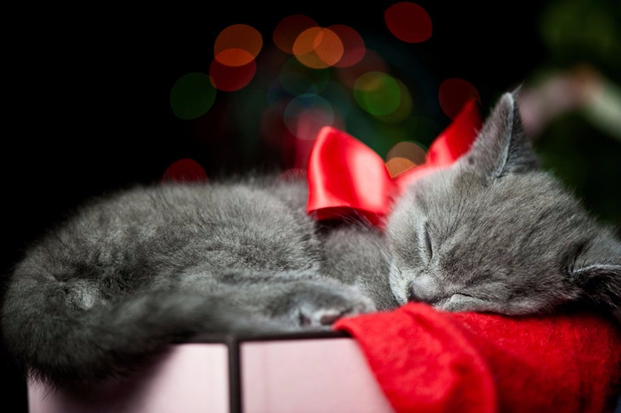 114443__cat-kitten-black-sleeping-ribbon-bow-box_p (700x465, 224Kb)