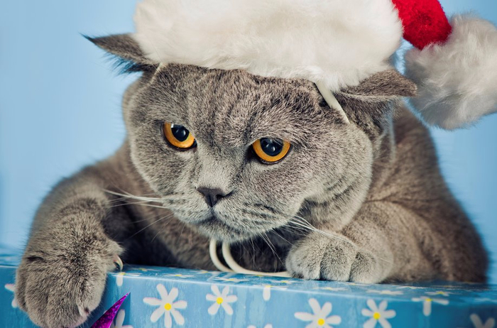 115731__cat-angry-british-black-cap-christmas-cat-box-paws-claws-face-eyes-yellow_p (700x462, 310Kb)