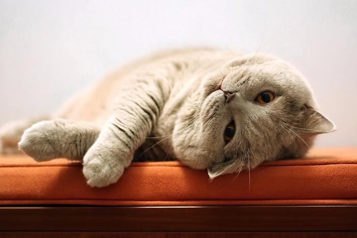 177339__cat-cat-bed-is_p (700x466, 261Kb)