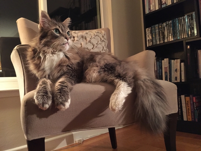 3085196_maine_coon_gray13 (700x525, 258Kb)