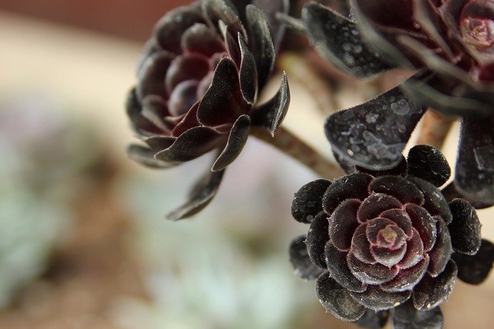 succulents-939919_960_720 (700x466, 70Kb)