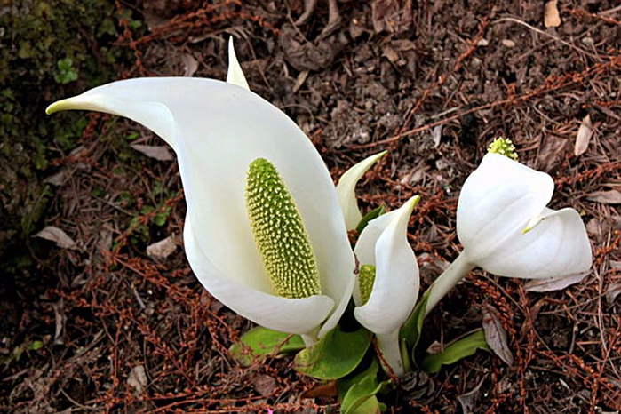 Lysichiton_camtschatcensis (700x466, 430Kb)