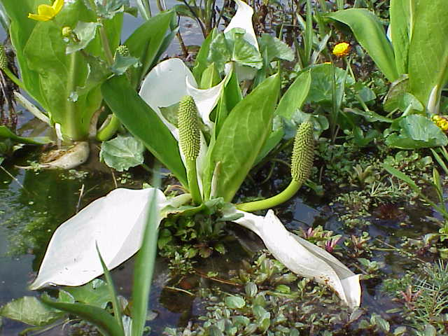 lysichiton3 (640x480, 311Kb)