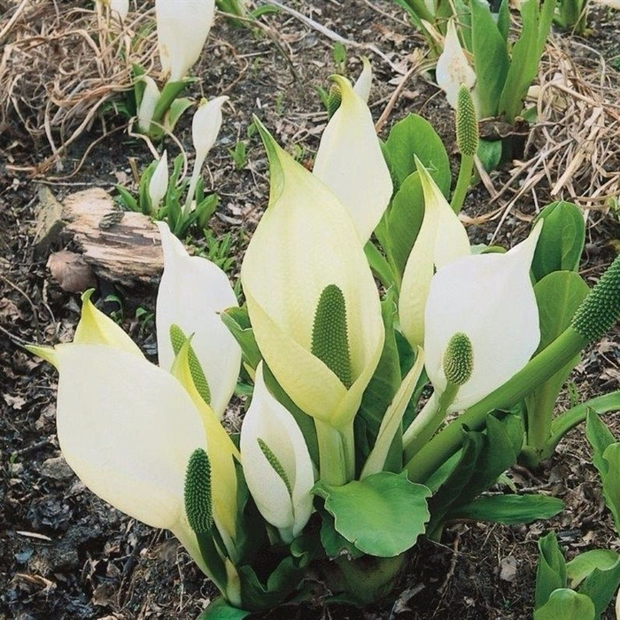 Lysichiton-camtschatcensis (700x700, 577Kb)