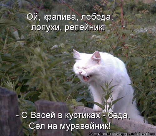 1489169998_novaya-kotomatrica-3 (500x436, 219Kb)