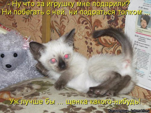 1489170005_novaya-kotomatrica-28 (500x374, 207Kb)