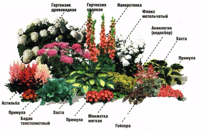 Какие цветы посадить на даче в тени Какие цветы посадить на даче в тени