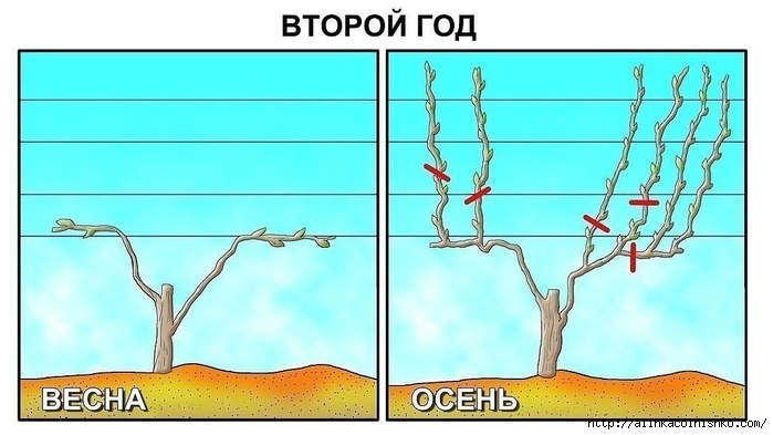 7COdiPBth7I (700x393, 151Kb)