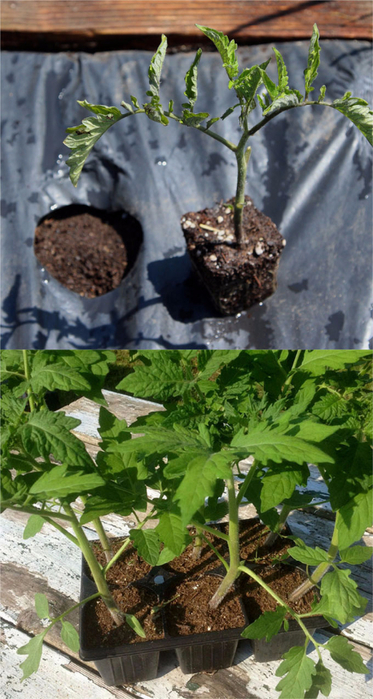 grow-tomatoes-5-secrets-apieceofrainbowblog-31 (373x700, 357Kb)