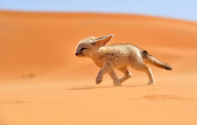   National Geographic3 (650x413, 133Kb)