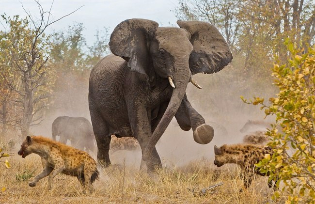   National Geographic5 (650x421, 301Kb)