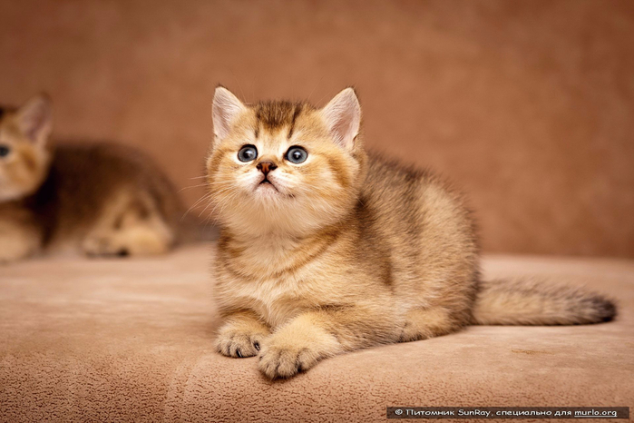 Фото-британских-кошек-и-котят (700x466, 283Kb)