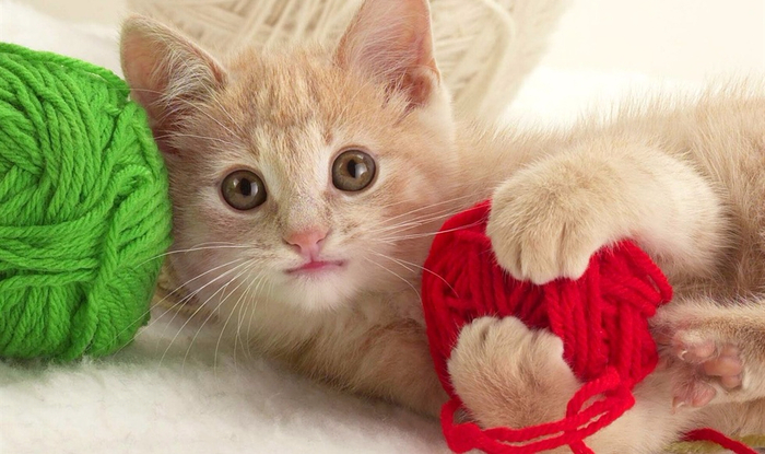 playful-kitten-with-colored-yarns-preview (700x415, 307Kb)