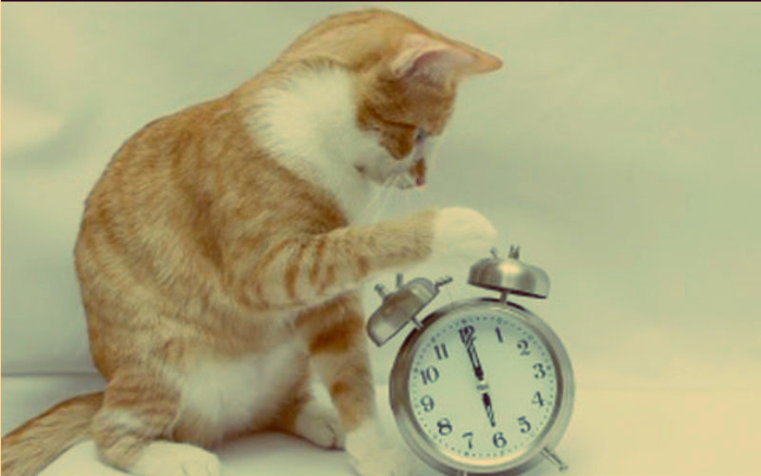 cats-acting-as-alarm-clocks (700x437, 220Kb)