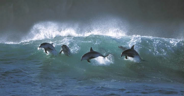 ss-100218-surfing-dolphins-10ss_ful (700x368, 193Kb)