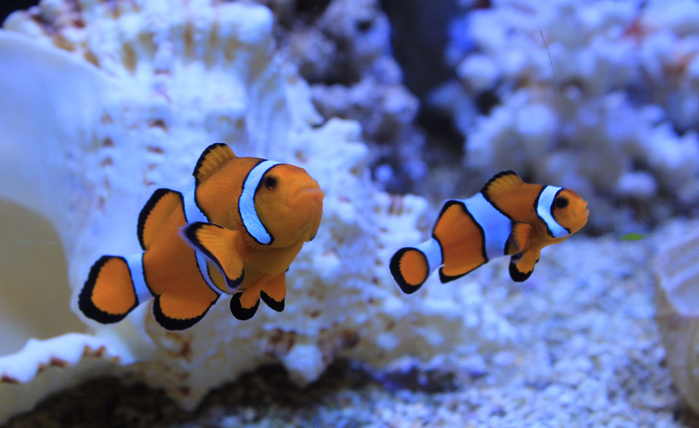 962 Clownfish (13) (700x428, 350Kb)