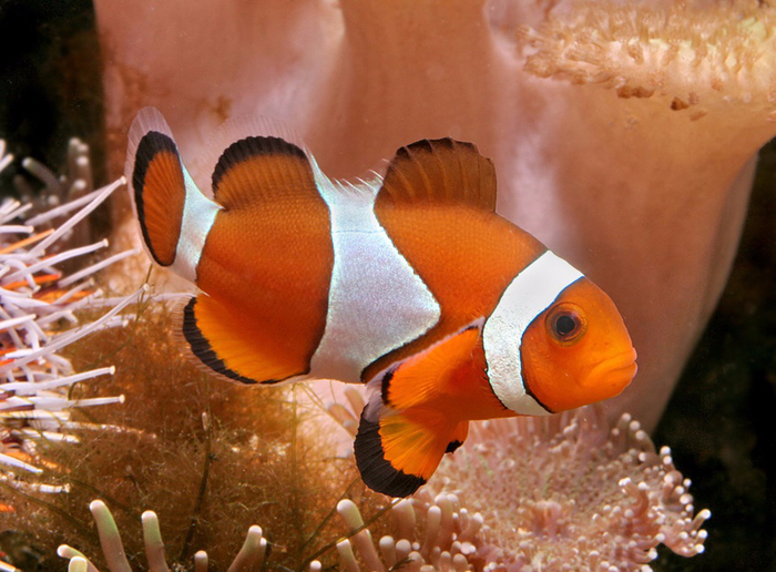 962 Clownfish (6) (700x516, 442Kb)