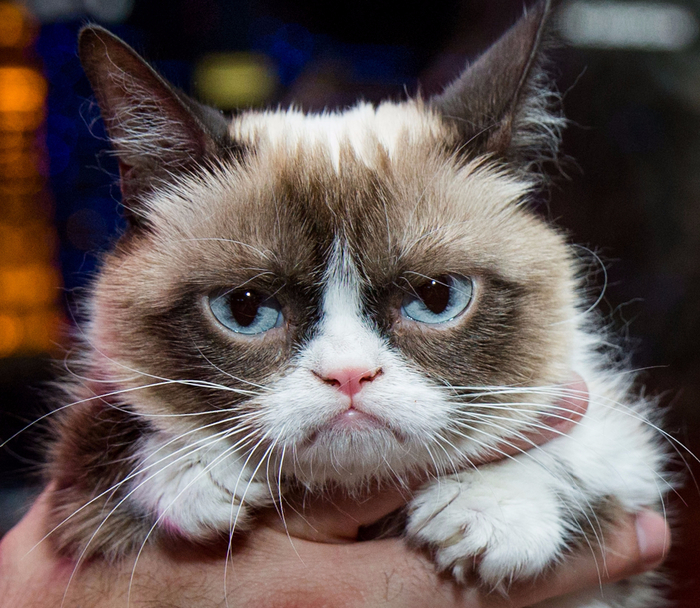 grumpy-cat (700x608, 508Kb)