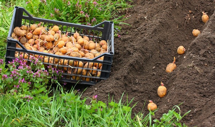 Семь способов вырастить вкусную картошку