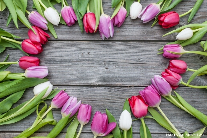 3925073_bigstockFrameoffreshtulipsarranged74598892min (700x466, 315Kb)