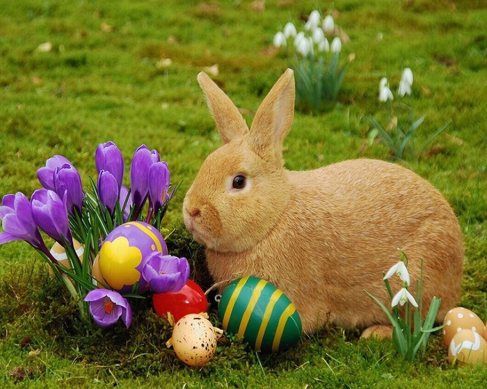 easter_pets_16 (700x560, 495Kb)