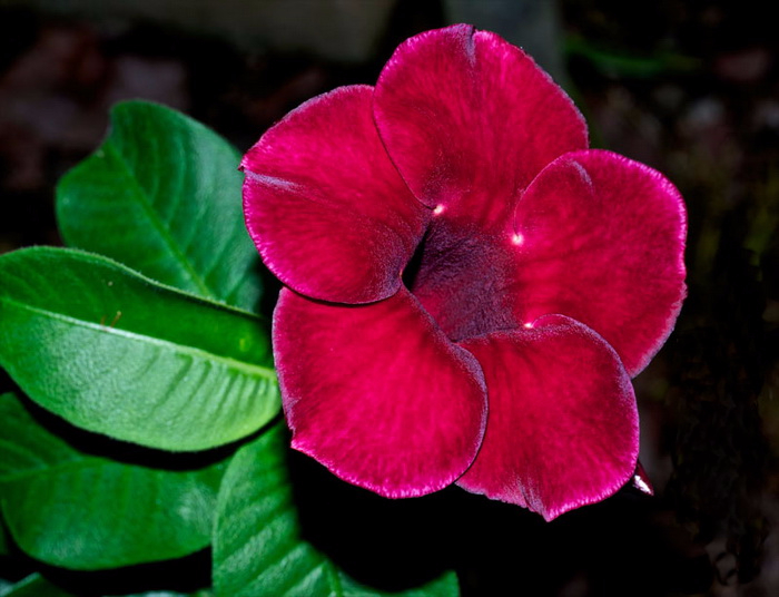 Alamanda-18 (700x536, 309Kb)
