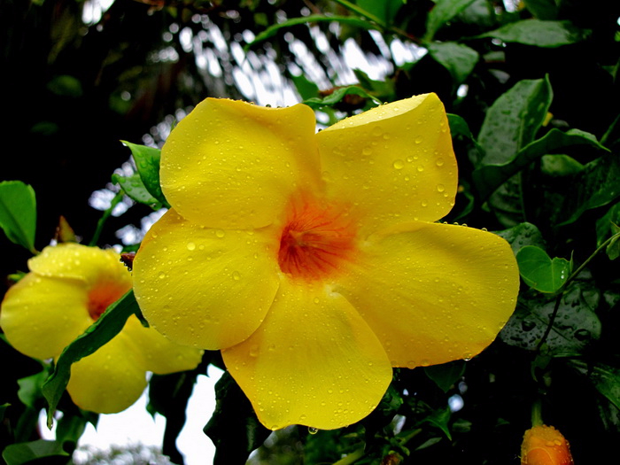 Alamanda-20 (700x525, 362Kb)