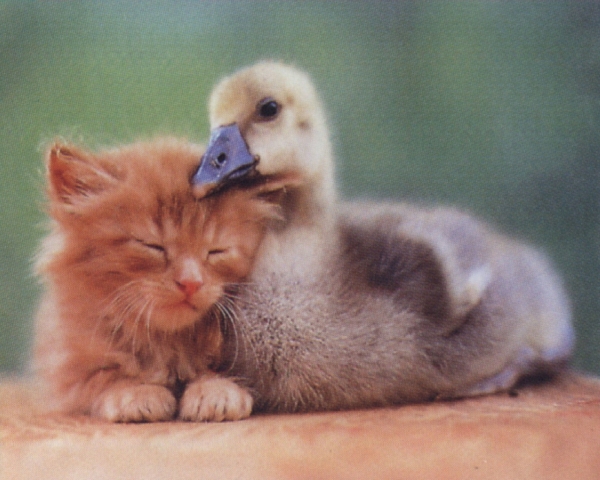 kitten-and-duckling (600x480, 210Kb)