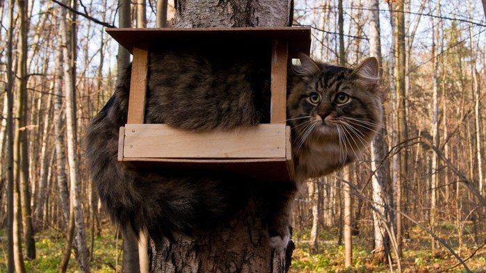 Animals___Cats_Cat_is_waiting_for_birds_095216_ (700x393, 87Kb)