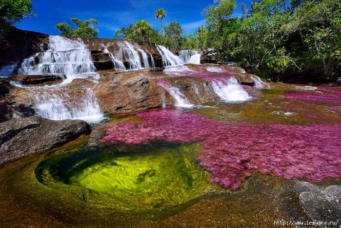 cano-cristales-river-in-colombia-at-the- (700x467, 392Kb)