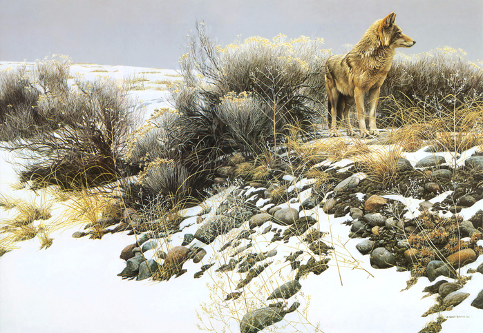 1310901529_coyote-in-winter-sage-1979_www.nevsepic.com.ua (700x483, 569Kb)