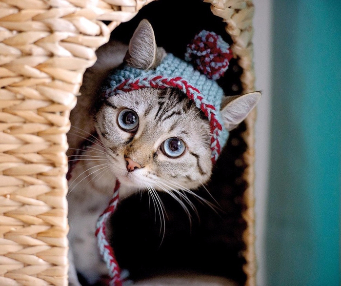 Cats_In_Hats_06 (700x586, 408Kb)