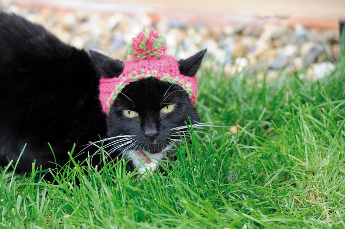 Cats_In_Hats_10 (700x465, 415Kb)
