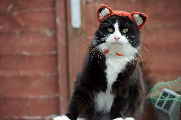 Cats_In_Hats_01 (700x465, 270Kb)