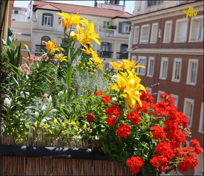 20130601_124320_1Jaime Jardinero Urbano flores de balcГіn en junio --- balcony flowers in June (700x604, 560Kb)