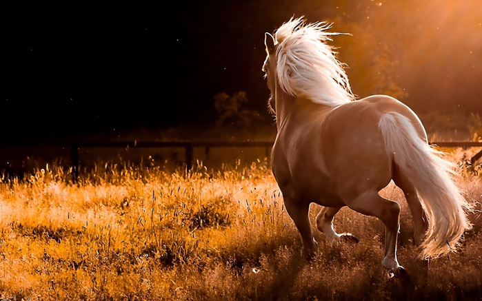 5679235-wild-horses-wallpapers (700x437, 341Kb)