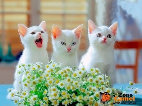 pic (2) (500x374, 37Kb)