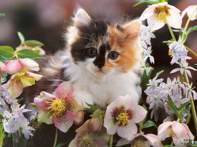 pic (4) (640x480, 82Kb)