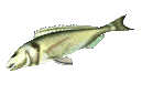 fish_floppin (129x85, 13Kb)