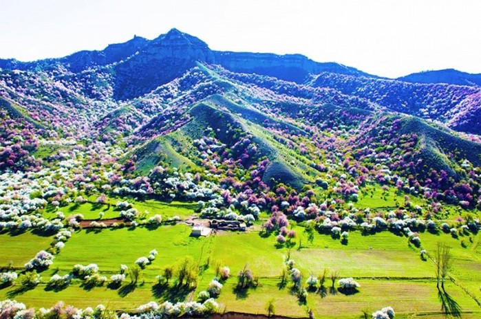 Цветение Долины Абрикосов в провинции Синьцзян
